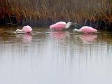 Roseate Spoonbills_34118